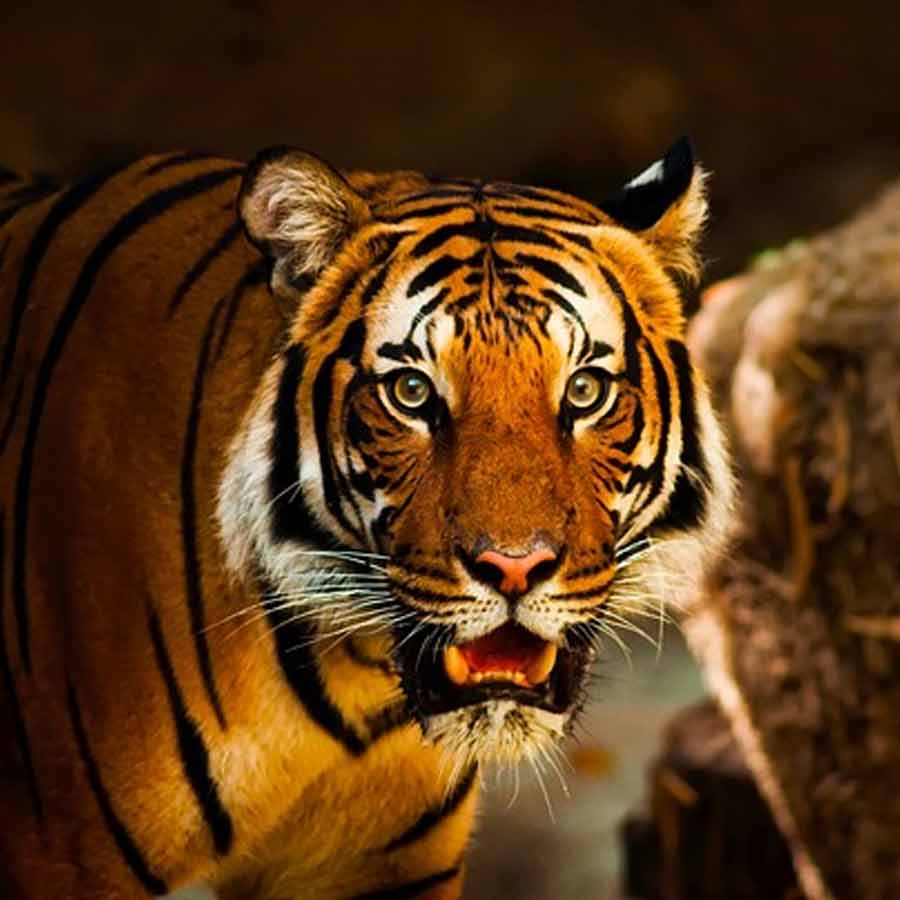 Mysterious death of tigers in two days in Bandhavgarh dgtl