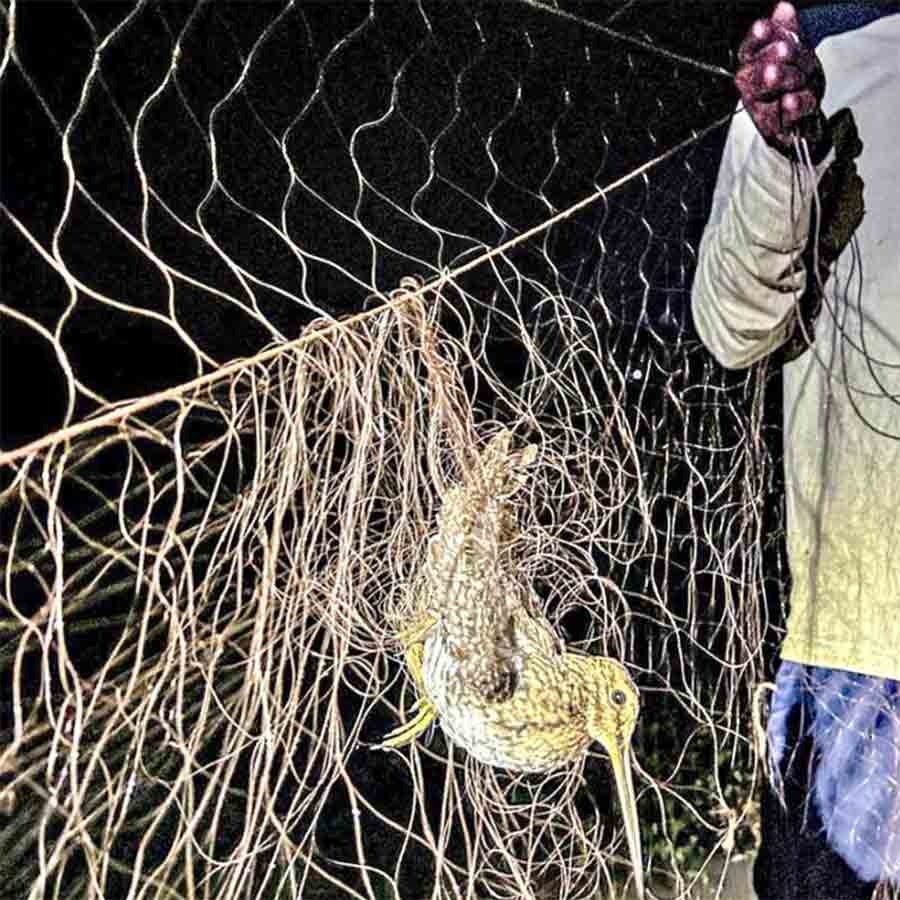 জালে আটকে পরিযায়ী কাদাখোঁচা।