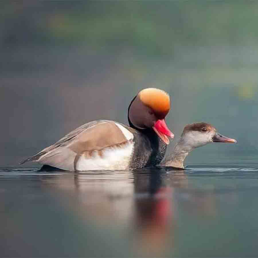 চুপির জলাশয়ে পরিযায়ী পাখি।