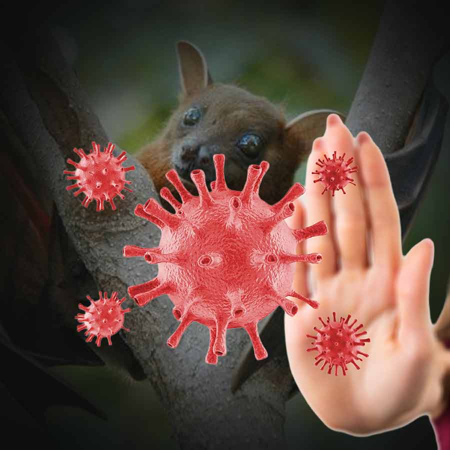 নিপা ভাইরাস থেকে কী ভাবে সংক্রমণ ছড়ায়?