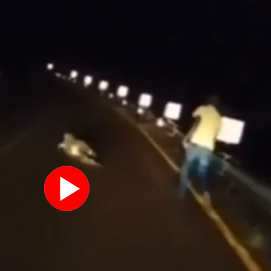 drunk men playing with a crocodile crossing the road