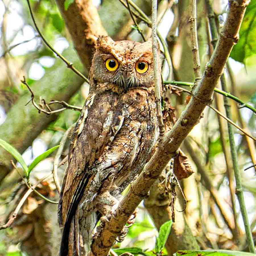 ওরিয়েন্টাল স্কপ্‌স আউল বা লাল পেঁচা।
