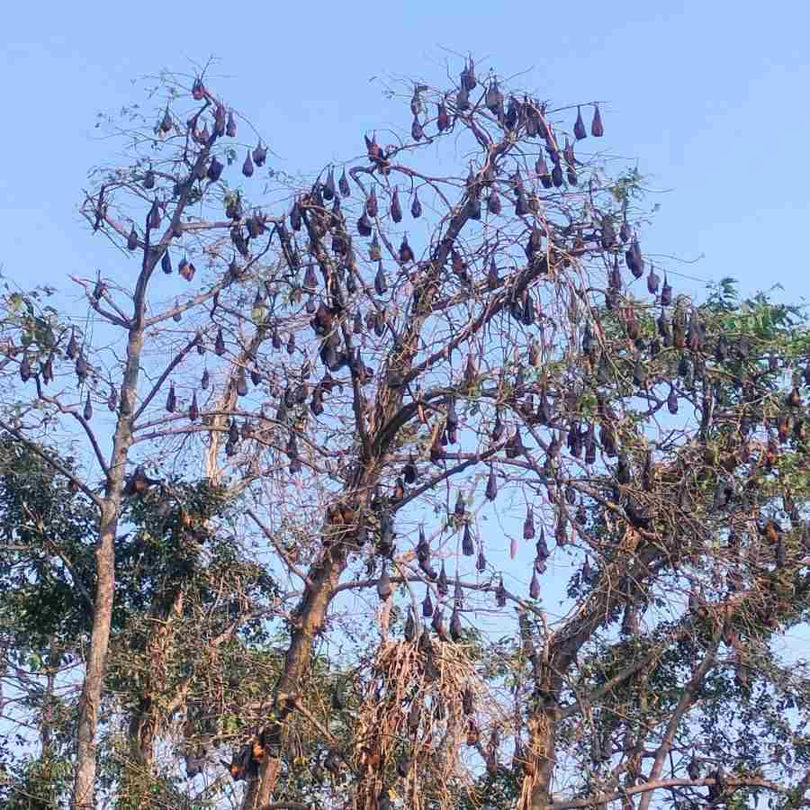Bats in Bankura