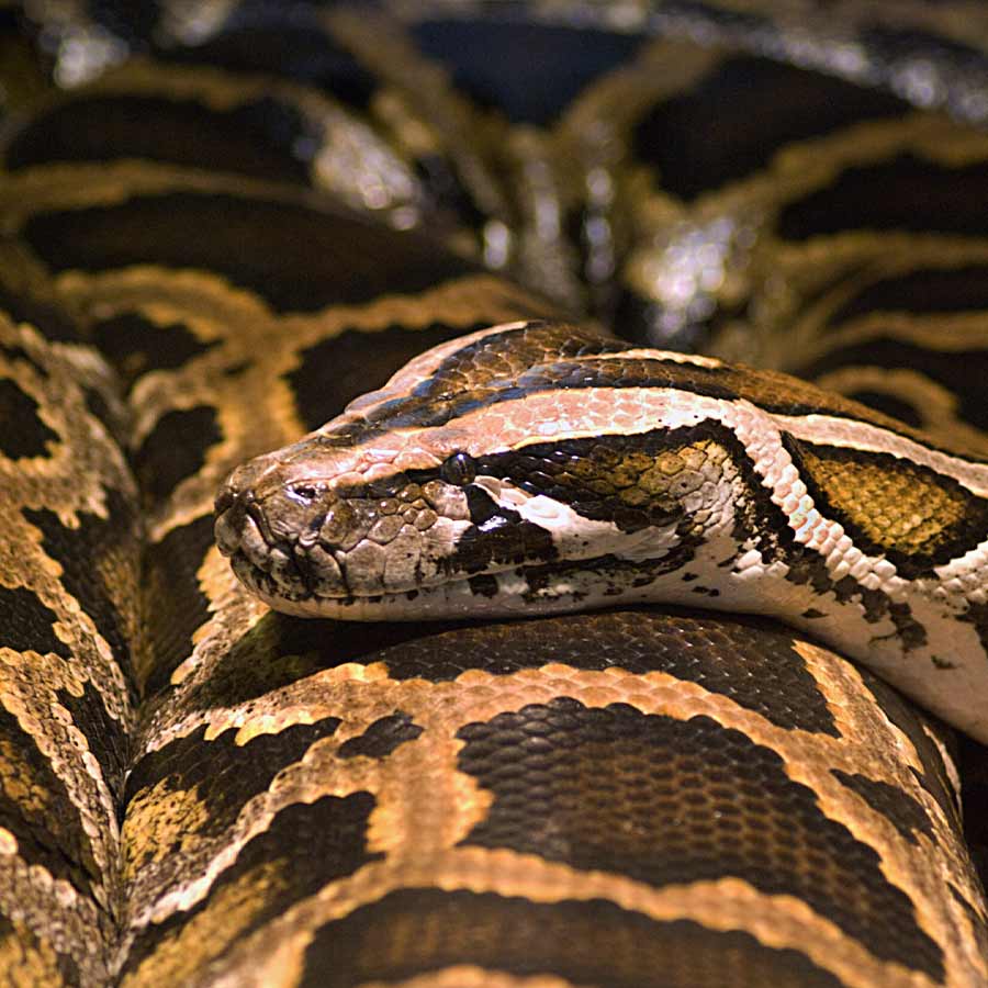 An Australian woman found an 8-foot carpet python curled on her chest