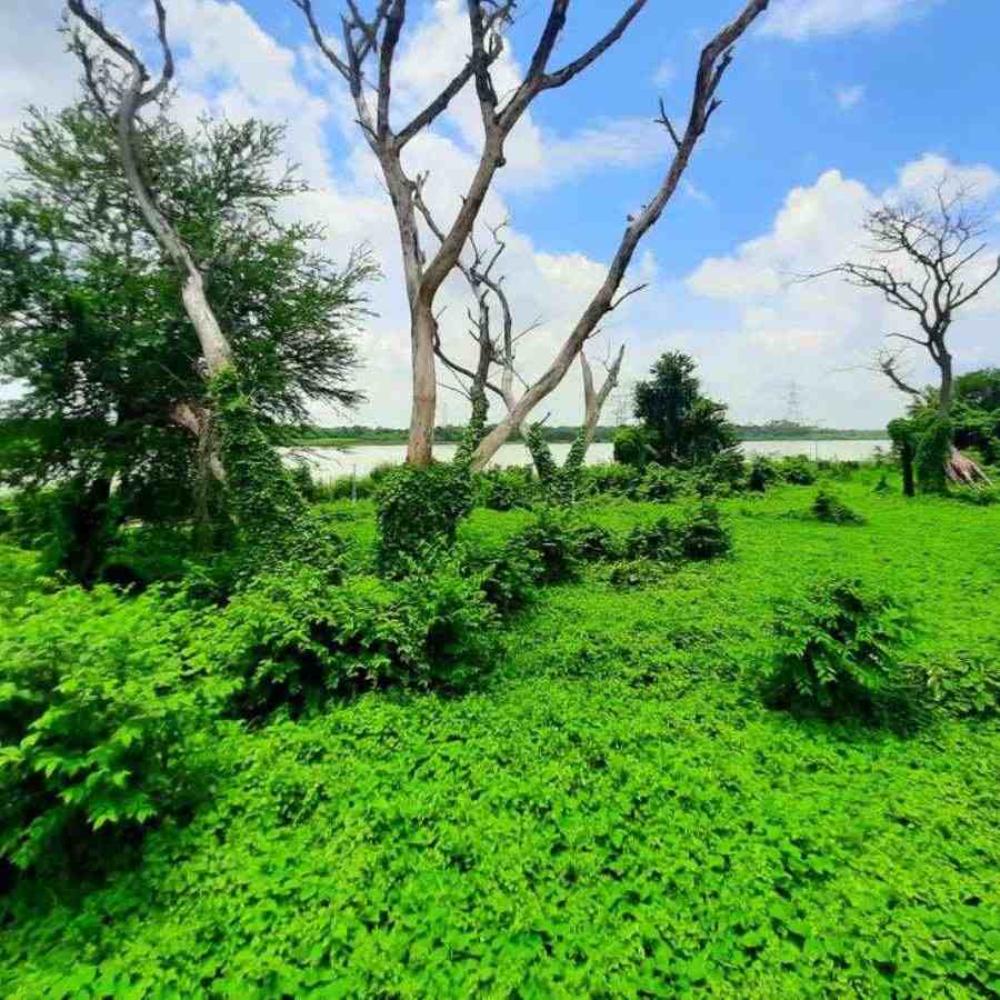 সবুজদ্বীপেও ঘুরে আসতে পারেন কোনও এক দিন।