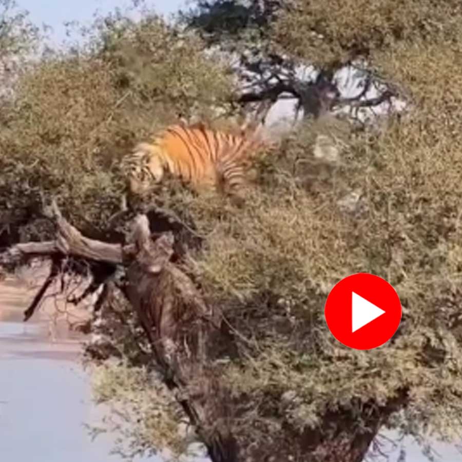 a tiger sitting on a tree creates controversy of AI made or not