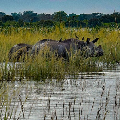 কাজিরাঙা জাতীয় উদ্যানে দেখা পেতে পারেন  একশৃঙ্গ গন্ডারের।