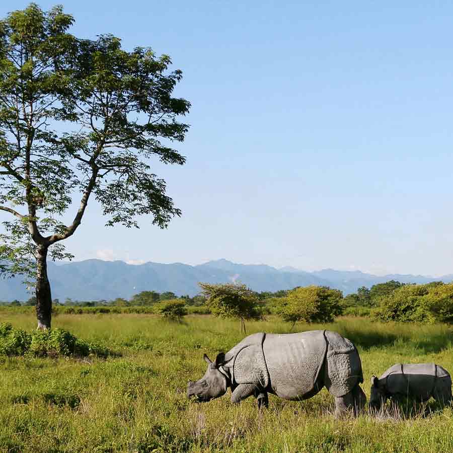 ঘুরে নিতে পারেন মানস জাতীয় উদ্যান।