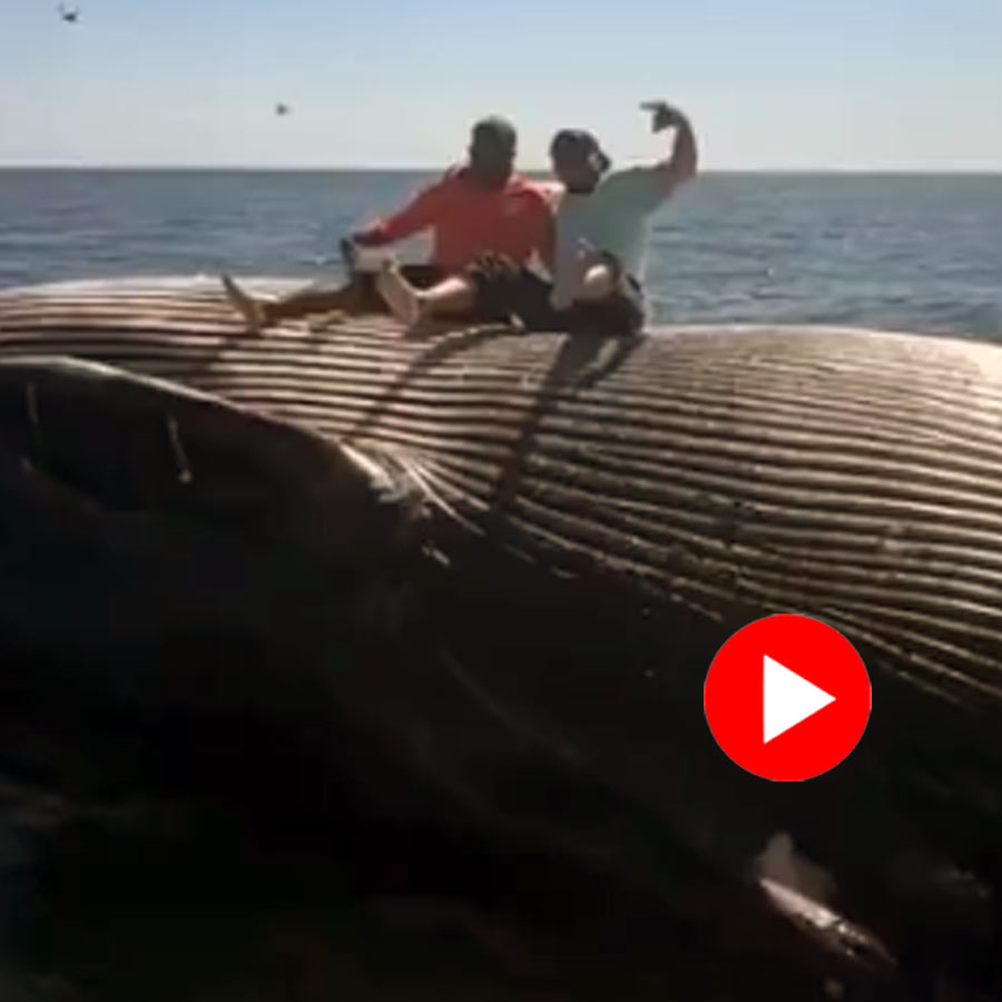 Video shows 2 fishermen posed on floating whale\\\\\\\\\\\\\\\'s back, internet reacts