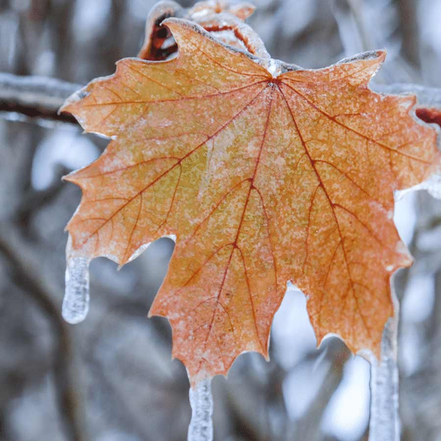 Why does Mark Carney government of Canada decide to increase Vitamin D in milk 