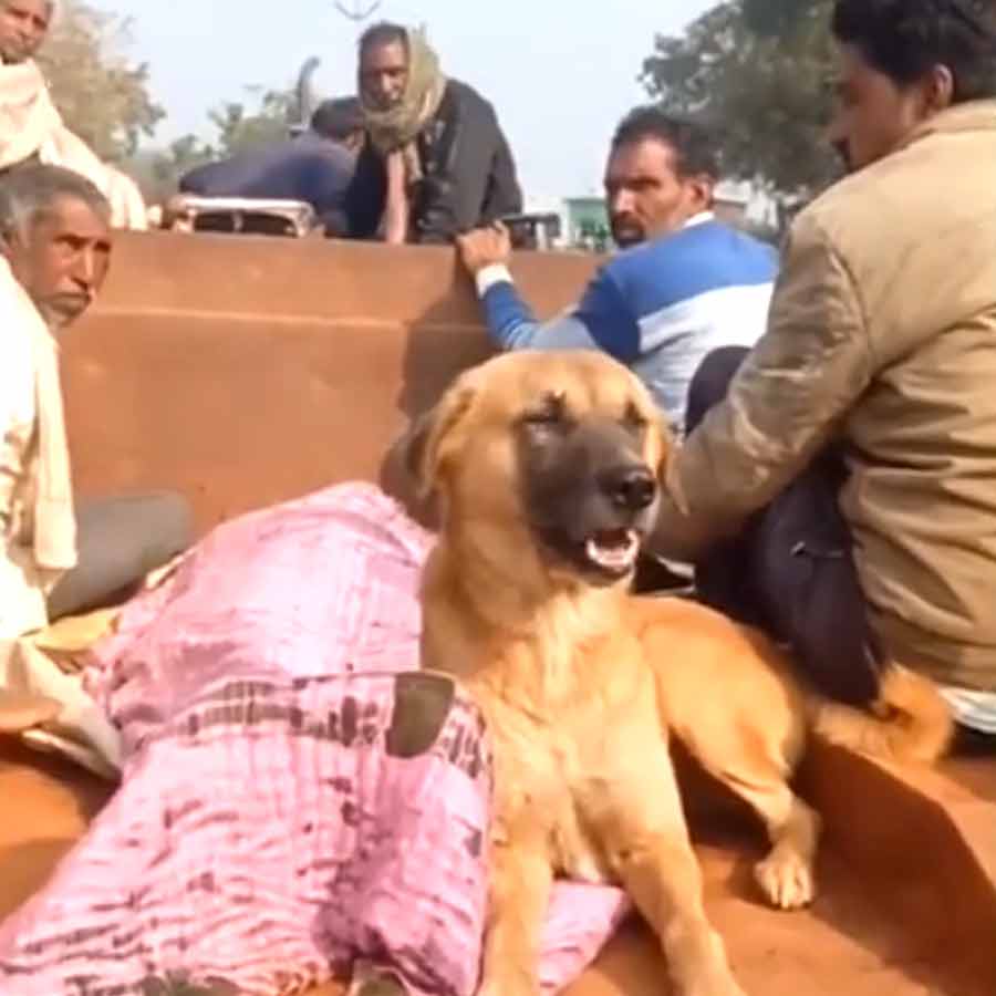 মালিকের মরদেহের পাশে বসে রয়েছে পোষ্য কুকুর।