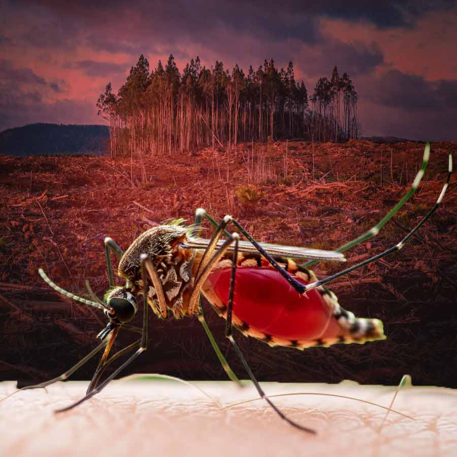 কেন ক্রমে মানুষের উপর নির্ভরশীল হচ্ছে মশা!