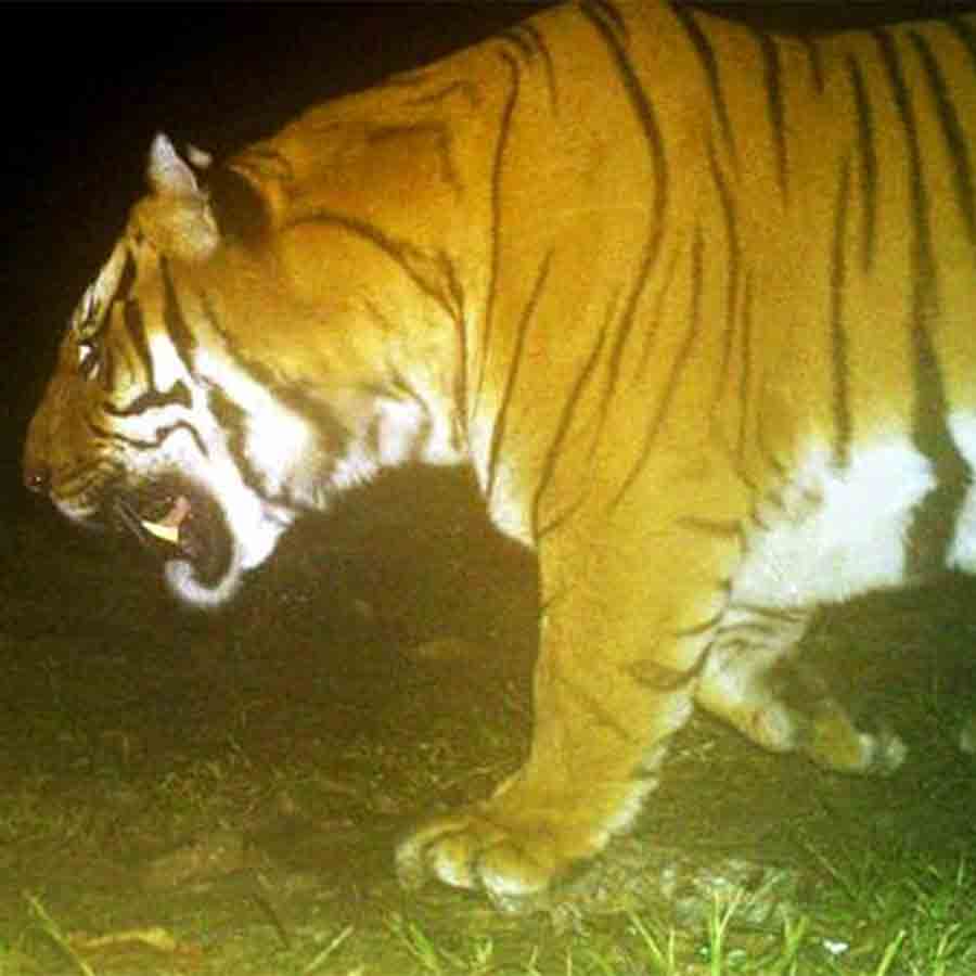 Tiger scare at Cooch Behar