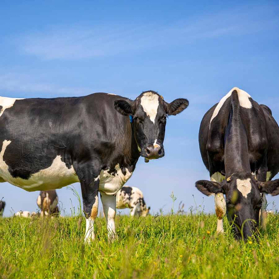 গরুদেরও ‘বোধবুদ্ধি’ রয়েছে। জানা গেল নতুন গবেষণায়।