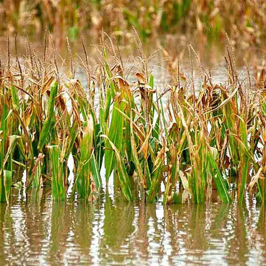 Food crisis due to climate change