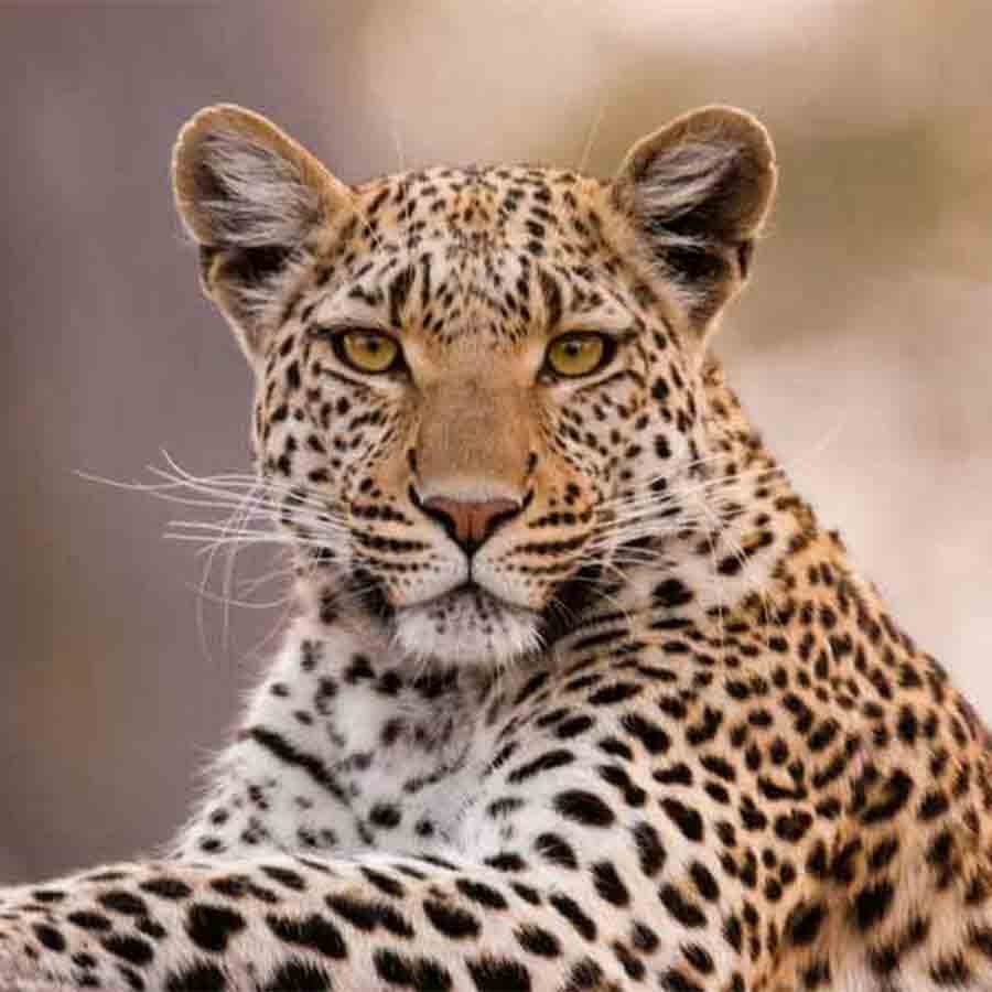A Leopard was beaten to death at Falakata