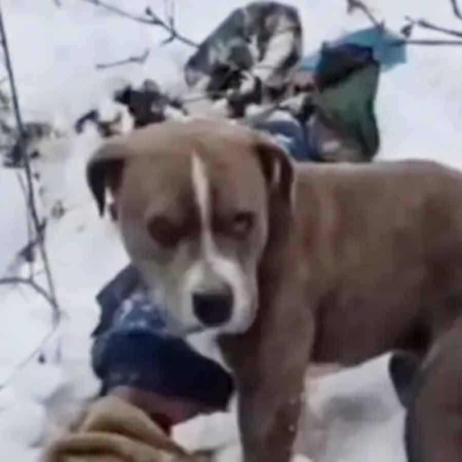 দেহ আগলে বসে পোষ্য পিটবুল। ছবি: সংগৃহীত।