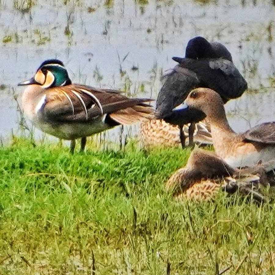 প্রতীকী ছবি।