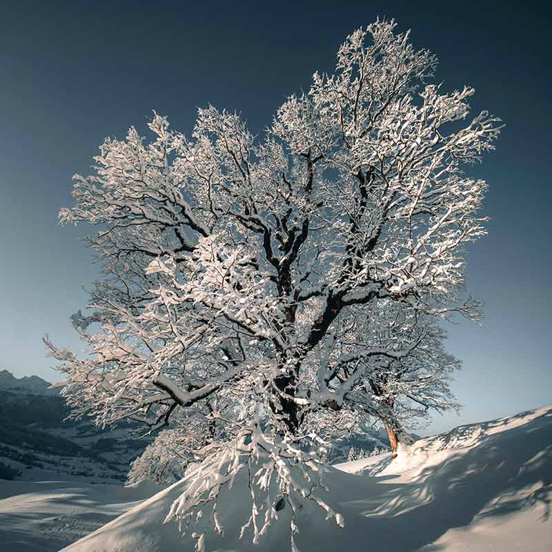 Can trees explode due to extreme cold