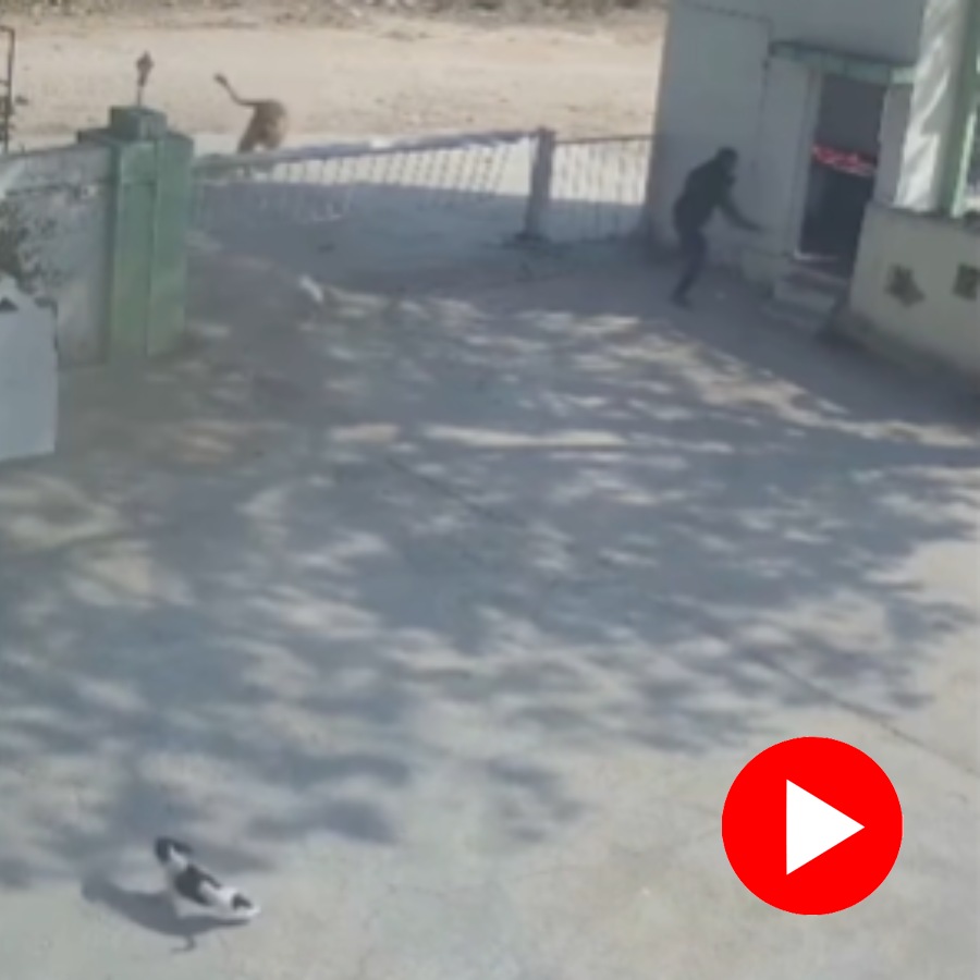 Video shows dog come face to face with lioness in Junagadh but saves life