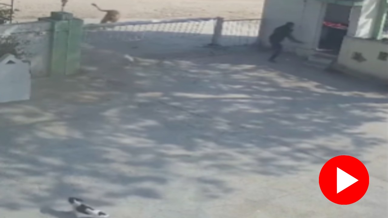 Video shows dog come face to face with lioness in Junagadh but saves life