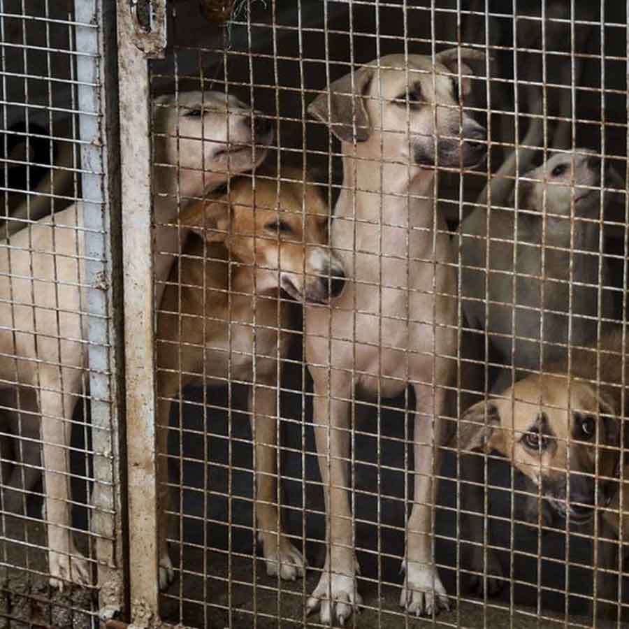 Supreme Court reserves verdict on Stray Dog case dgtl