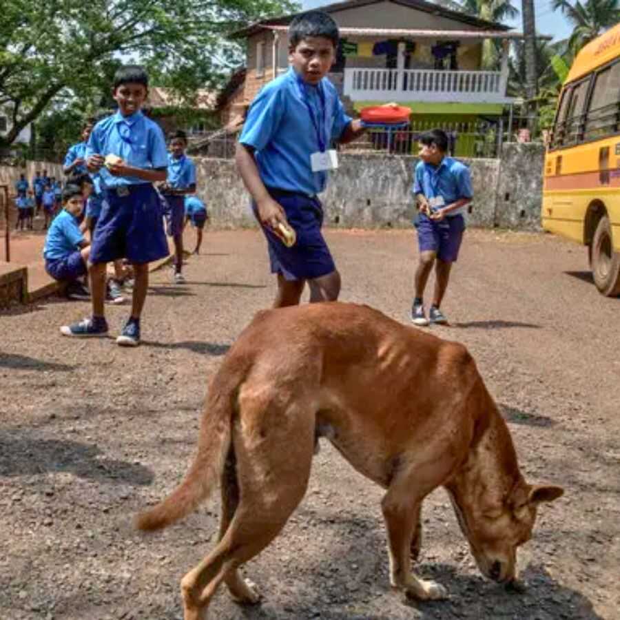 Teachers will now have to take responsibility to protect schoolchildren from dogs dgtl