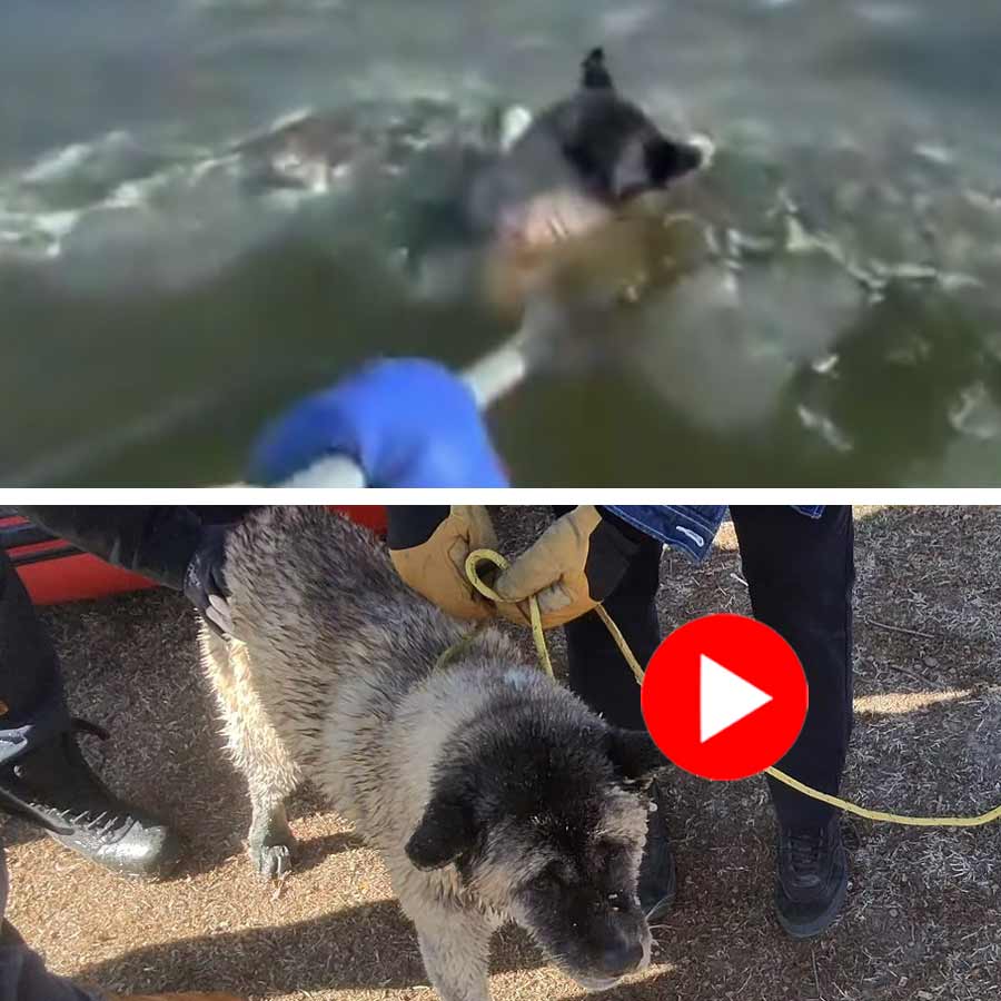 Video of Missouri Firefighters Rescuing Dog As It Gets Trapped In Frigid Water dgtl
