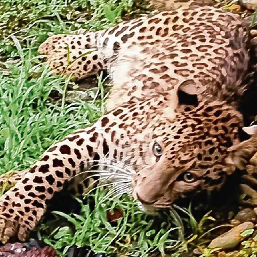 A leopard named Sweetie found dead in Bengal Safari Park of Siliguri dgtld