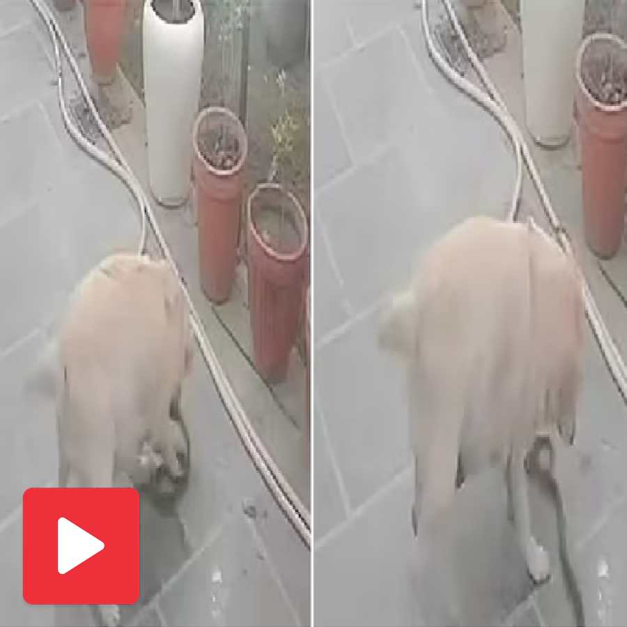 A video shows a pet dog died after taking on a black cobra to protect its owner in Haryana dgtl