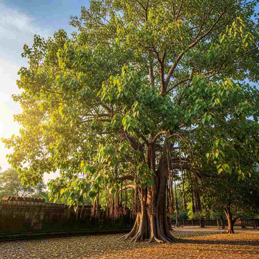 Perform these six customs using peepul tree leaf to overcome money problem and prosper in life dgtl