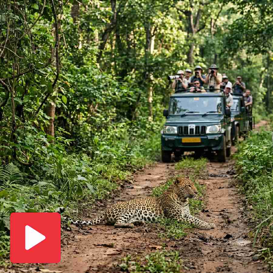 Video shows a leopard relaxing in the middle of a road at Kuno National Park in Madhya Pradesh dgtl