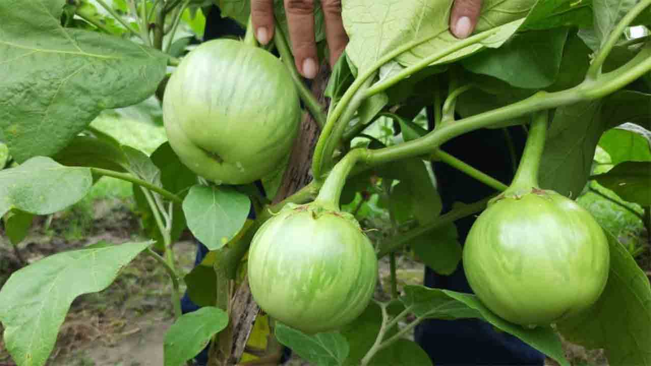 আশাপুরের বেগুন। নিজস্ব চিত্র