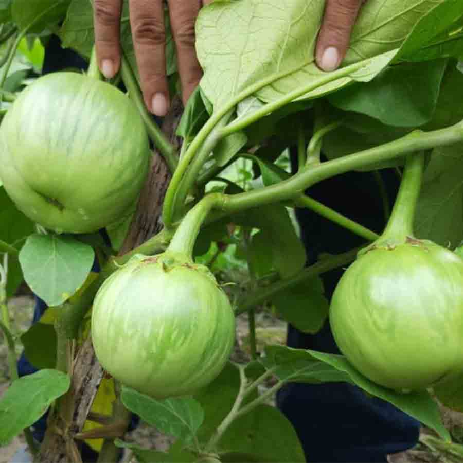 Brinjal Farmers of Ashapur having high hope after their brinjals gets GI recognition