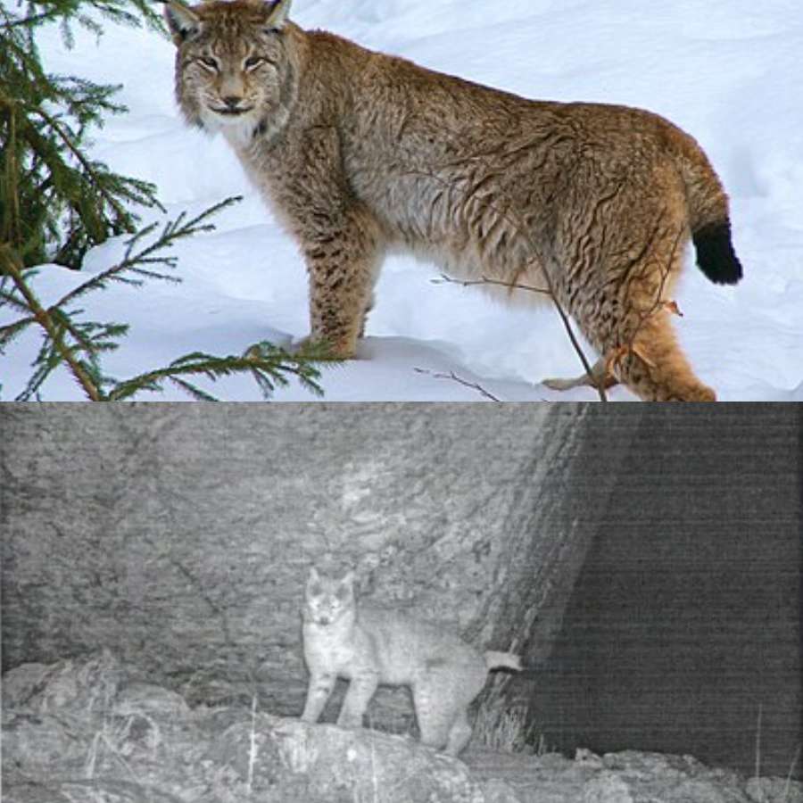 IFS officer shares picture of Eurasian lynx in Sikkim, rare first-ever photographic record of the animal