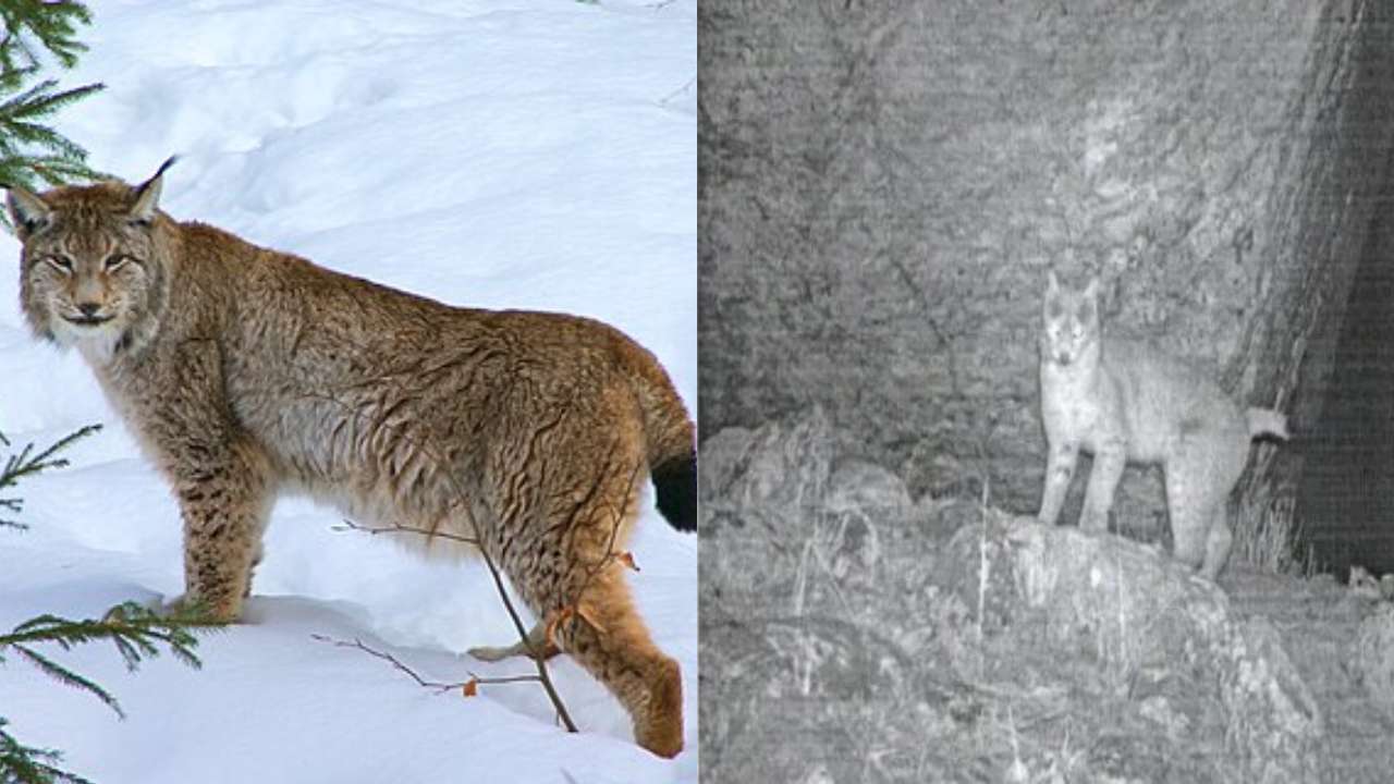 IFS officer shares picture of Eurasian lynx in Sikkim, rare first-ever photographic record of the animal