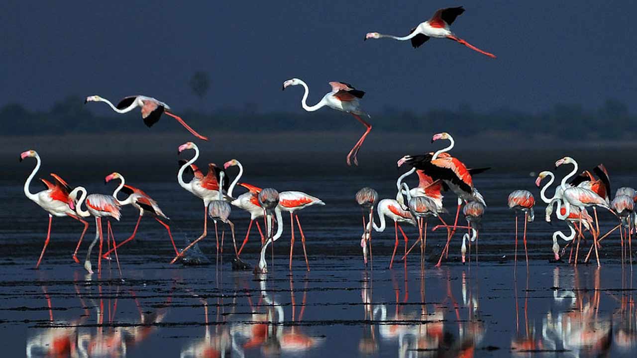 Why massive protest named Flamingo Revolution started in Albania against US President Donald Trump and his son in law Jared Kushner 