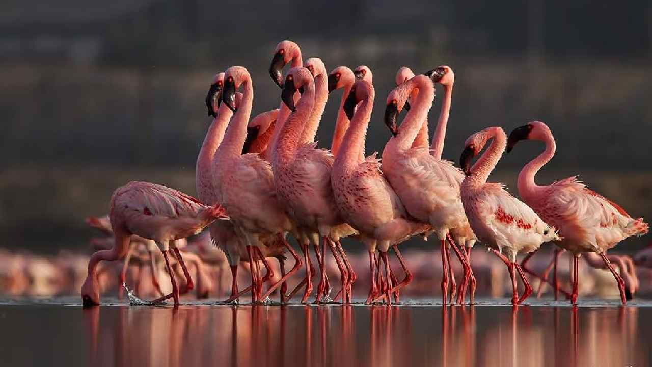 Why massive protest named Flamingo Revolution started in Albania against US President Donald Trump and his son in law Jared Kushner 