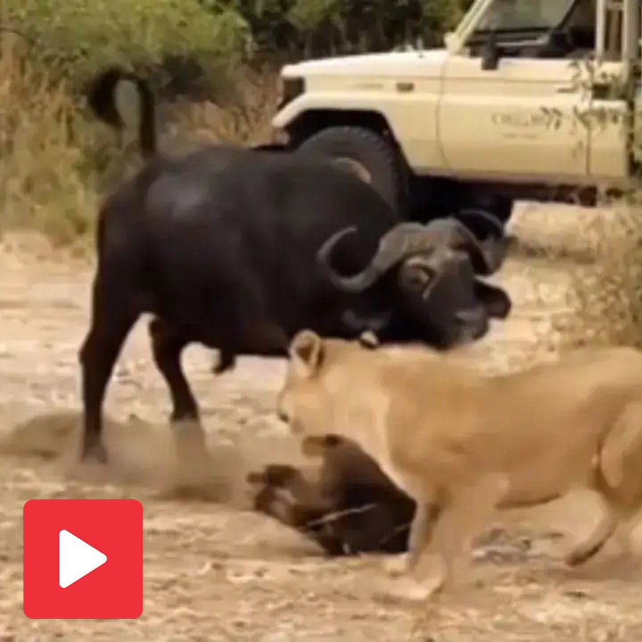 Video captures an encounter between buffalo and lioness goes viral dgtl