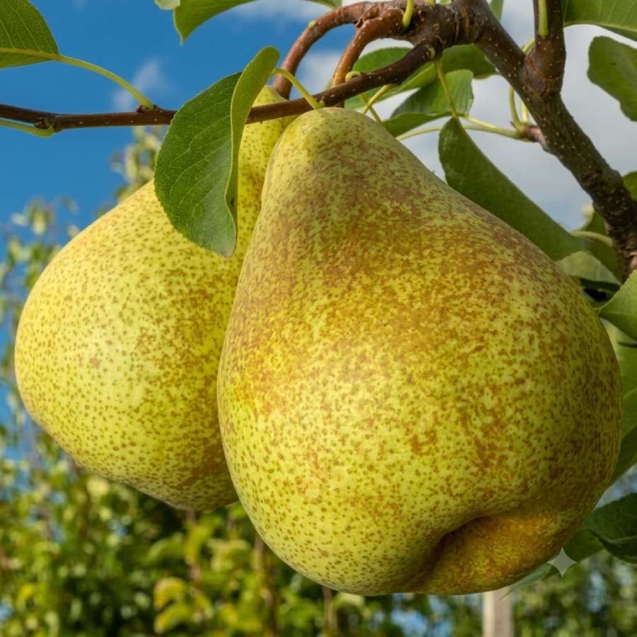A monsoon fruit can be very good medicine for constipation  dgtl