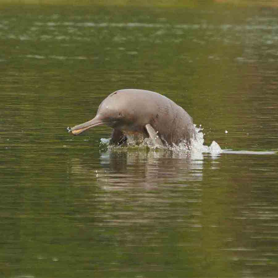শুশুক শাবক।