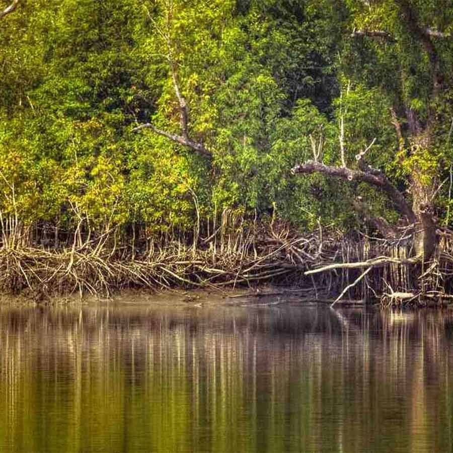 Low-pressure system over the northwest Bay of Bengal and adjoining coastal areas is directly threatening the Sundarbans