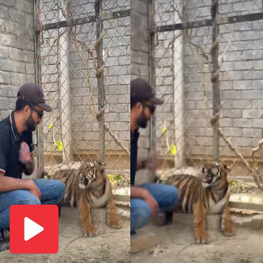 Video shows a young man trying to adore a tiger cub, then something strange happens