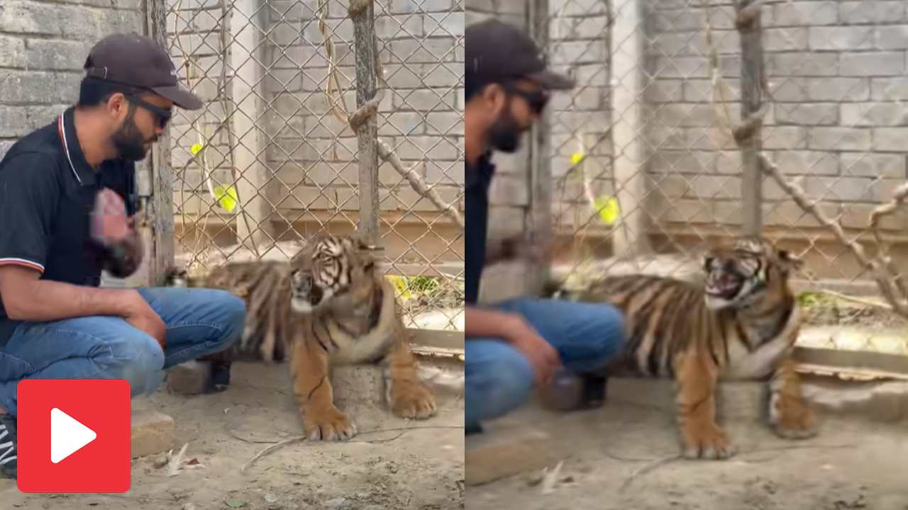 Video shows a young man trying to adore a tiger cub, then something strange happens