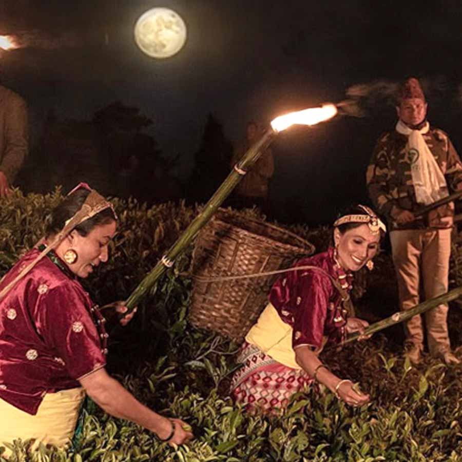 বিশ্বের উৎকৃষ্ট মানের চা চন্দ্রালোকেই তোলা হয়।