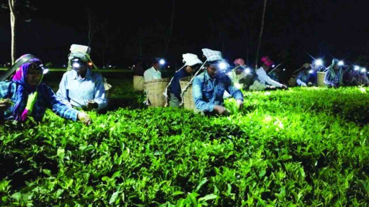 চন্দ্রালোকে চা-পাতা তোলার প্রক্রিয়া বায়োডায়ানামিক ফার্মিংয়েরই একটি অংশ।