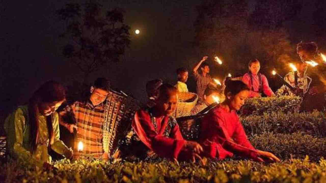 পূর্ণিমার রাতে তোলা চায়ের স্বাদ মিষ্টি, তাতে ট্যানিনের পরিমাণ অনেক কম থাকে। পুষ্টিগুণেও সেরা।
