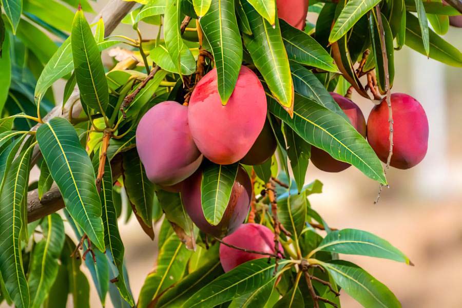 মিয়াজ়াকির লাল রং এবং গন্ধই তার পরিচয়।