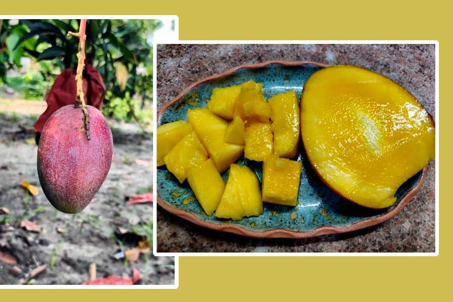 ডানকুনির বগানে ফলা মিয়াজ়াকি। ডান দিকের ছবিটি  আম কাটার পরে।