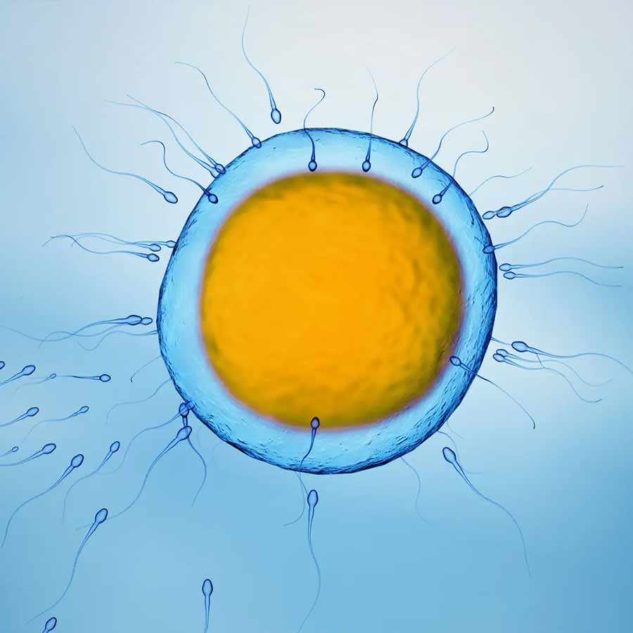 Blood Samples Transformed into Early-Stage Human Eggs in California Lab, how Science is Reimagining Fertility